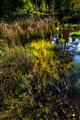 Idylle im Wald bei einem Spaziergang zu einem kleinen Teich