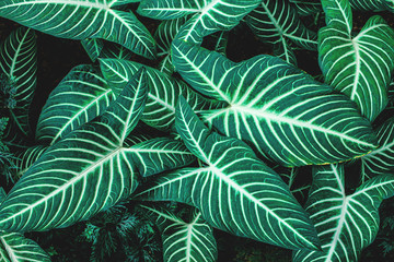 Naklejka na ściany i meble tropical leaves, abstract green leaves pattern texture, nature background