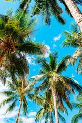 Fototapeta na wymiar Coconut palms against the blue sky