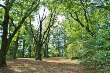 Naklejka premium 森 木漏れ日 風景 道 杤木 秋 
