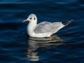 rybitwa