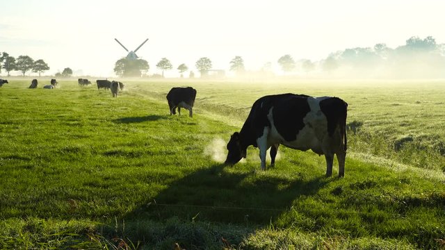 Cows in the Dutch countryside during a foggy morning.