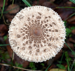 Parasolpilz, Riesenschirmpilz