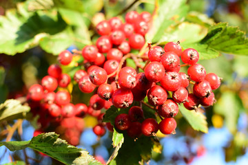 Ripe hawthorn fruits on a tree. Close-up. Blurred background and focus.