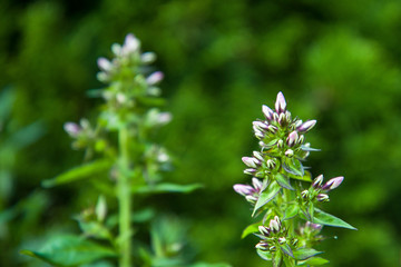 Purple white plant on meadow, blurred background, Czech Republic. HD background. 4k wallpaper.