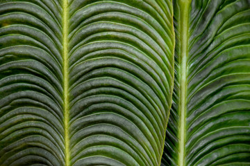 Green palm leaf background stock images. Palm leaf detail stock images. Beautiful natural green background. Greenery forest pattern. Palm tree green background