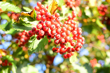 Ripe hawthorn fruits on a tree. Close-up. Blurred background and focus.