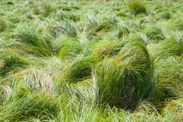 Beautiful meadow background. HD wallpaper, 4k background. Illustrative green theme.