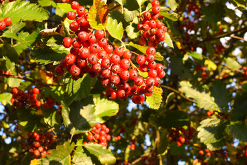 Ripe hawthorn fruits on a tree. Close-up.