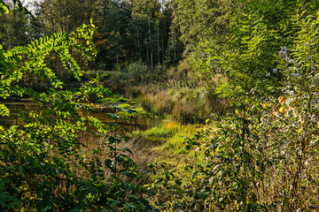 Idylle im Wald bei einem Spaziergang zu einem kleinen Teich