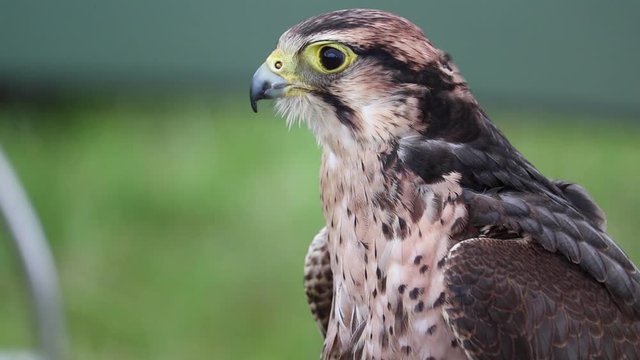 Merlin Falcon bird of prey head and shoulder shot