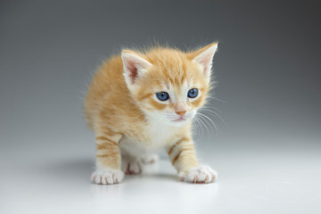 Obraz premium Beautiful red kitten with blue eyes on a white background.