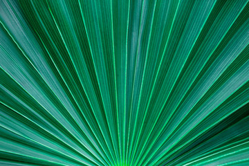 abstract tropical palm leaf and shadow, abstract natural green background