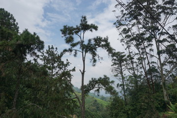 Obraz na płótnie Canvas very nice tea plantations scenery and weather at Cameron Highland, Malaysia