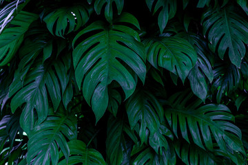 Fototapeta na wymiar green monstera leaf background, tropical leaf, abstract green leaf texture