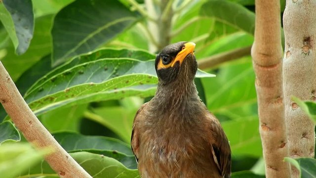 Common mayna on a tree branch. 4K Video