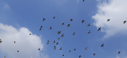 flock of birds flying in blue sky