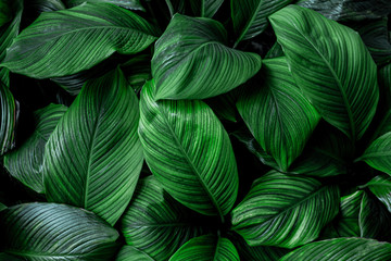 Blätter von Spathiphyllum cannifolium, abstrakte grüne Textur, Naturhintergrund, tropisches Blatt