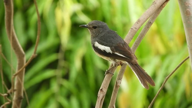 The oriental magpie-robin (Copsychus saularis), a small passerine bird sitting on a tree branch. 4K Video