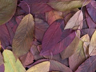 Background texture of leaves from the autumn forest. Autumn landscape from fallen leaves. Golden autumn, colorful leaves from trees, on a black background.