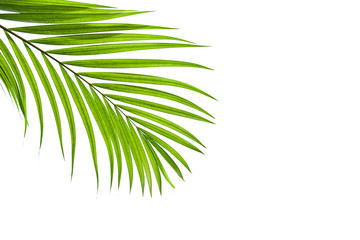 leaves of coconut isolated on white background, tropical palm leaf