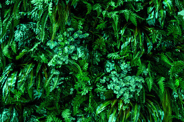 tropical leaves, abstract green forest texture, nature background