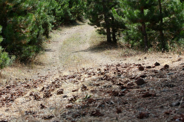 pine forest and road, pine cone on the ground