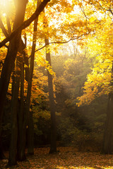orange autumn forest natural in sunlight morning landscape nature background