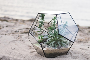 Glass florarium vase with succulents and cactus on natural background at sunset. Home plants
