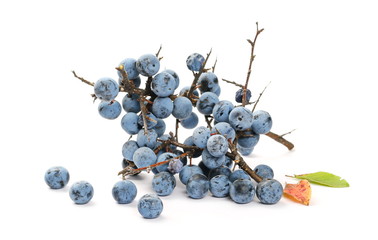 Fresh blackthorn berries with twig, branch and leaves prunus spinosa isolated on white background