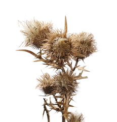 Dry prickly flowers, barbed plant isolated on white background, with clipping path