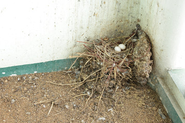 pigeon nest with eggs and pigeon feces on the terrace floor of house / pigeon feces is unhealthiness problem in the city