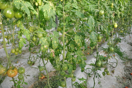 Piante di pomodoro con infezione da Cladosporium
