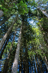 Fototapeta premium Plane of a forest in Switzerland