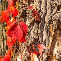 Autumn background - red ivy leaves on a background of tree bark close-up