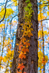 Autumn forest landscape and background - Ivy branch with colorful leaves on the tree trunk closeup