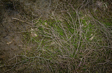 Many roots on the ground overgrown with moss. Forest background with blank space for text