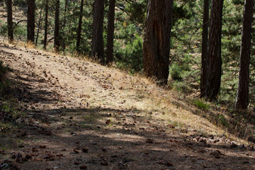 pine forest and road, pine cone on the ground