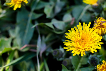 Dandelion flower on a background of green leaves. Summer plants.