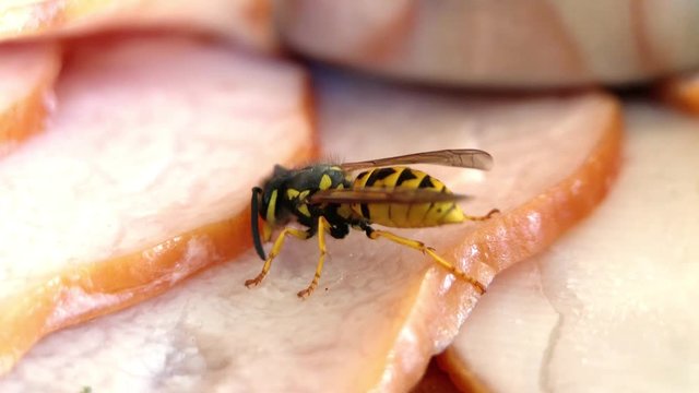 Wasp bites off a piece of smoked balyk meat and flies away with it