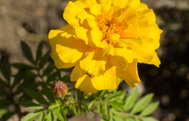 Marigold macro photography. Flower beds in the city.