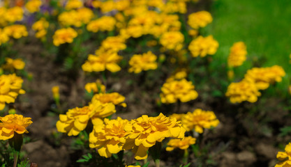 Flowerbed marigold. Summer background for design.
