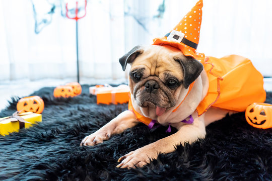 Cute pug dog with halloween costume party at home