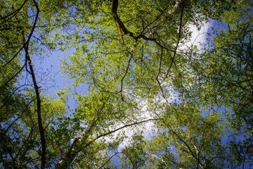 Blue autumn sky with treetops. View from below.