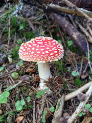 Fliegenpilz auf Waldboden mit Kleeblättern