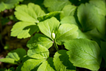 Green leaves in a white flower bud in a park. Floral background.