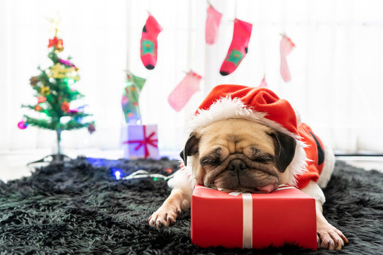 Happy New Year, Merry Christmas, holidays and celebration, Puppy pets bored sleeping rest in the room with Christmas tree. Pug dog in Santa Claus costume hat with the gift box and sock in background