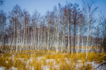 Snowy landscape with yellow bumps and a frozen swamp.