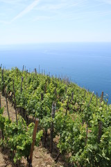Coltivazione di uva e vigneto sul mare
