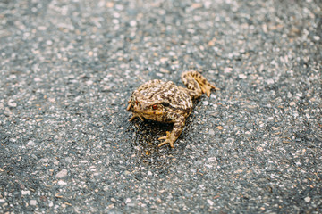 Toad crawling on wet ground